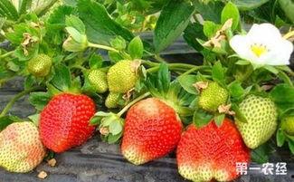 爆料种植草莓视频播放网站,热门视频带你走进草莓种植世界